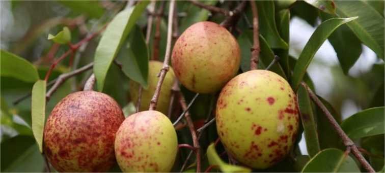 Pesquisadores desenvolvem gel com casca de fruto do cerrado como agente antiobesidade e antidiabetes