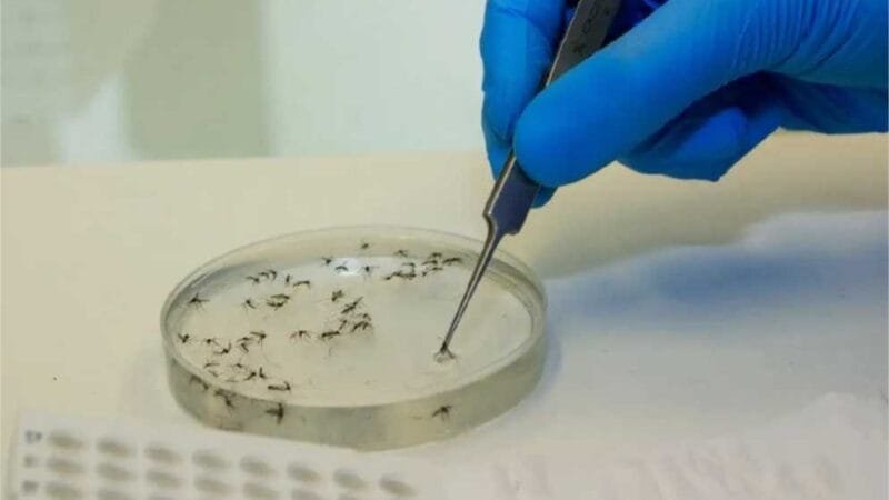 País apura primeiras mortes por febre oropouche no mundo