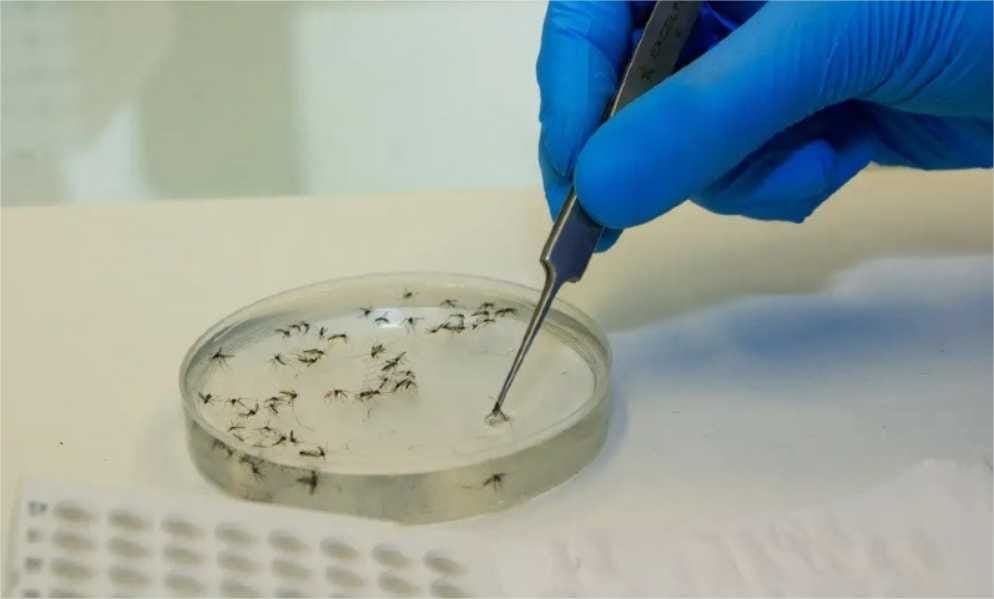 País apura primeiras mortes por febre oropouche no mundo