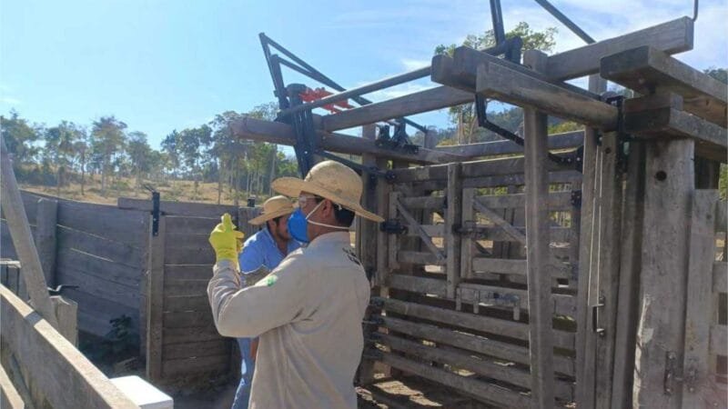Vacinação obrigatória contra brucelose termina no dia 31 de julho
