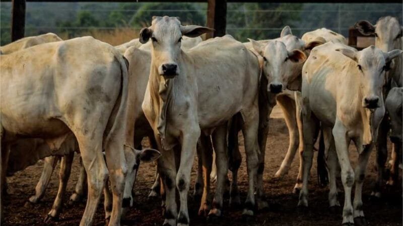 Com dívidas de R$ 180 mi, grupo agropecuário consegue suspender execuções