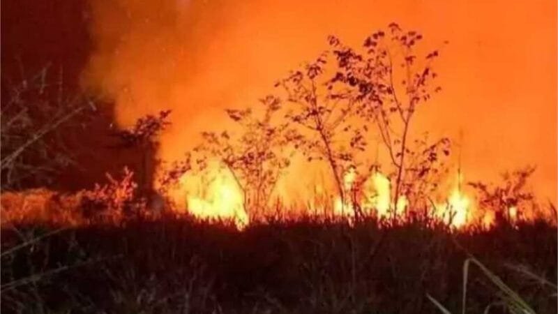 Fazendeiro é preso por incêndio florestal em Mato Grosso
