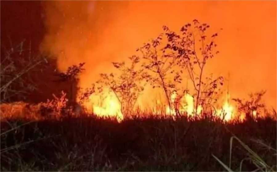 Fazendeiro é preso por incêndio florestal em Mato Grosso