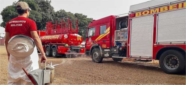 Corpo de Bombeiros alerta sobre ataques de abelhas no período de reprodução