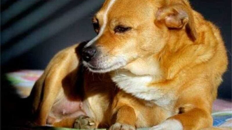 Maníaco é preso depois de ser flagrado fazendo sexo com cachorro em Tangará