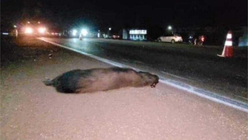 Motociclista fica ferido após atropelar e matar capivara na 163
