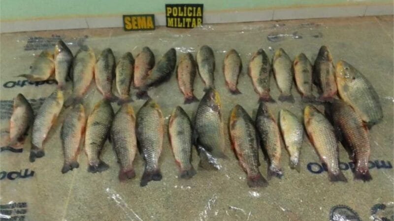 Sema e PM apreendem 28 exemplares de paivuçu em operação contra pesca predatória em Barão de Melgaço