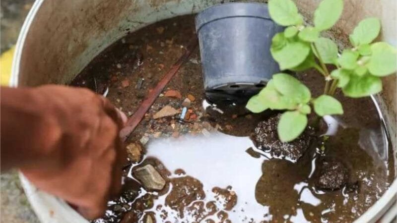 Brasil ultrapassa marca de 5 mil mortes por dengue; SP lidera casos prováveis da doença