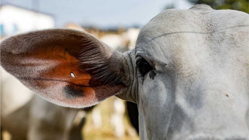 Mato Grosso tem mais de 31,5 milhões de bovinos, segundo relatório do Indea