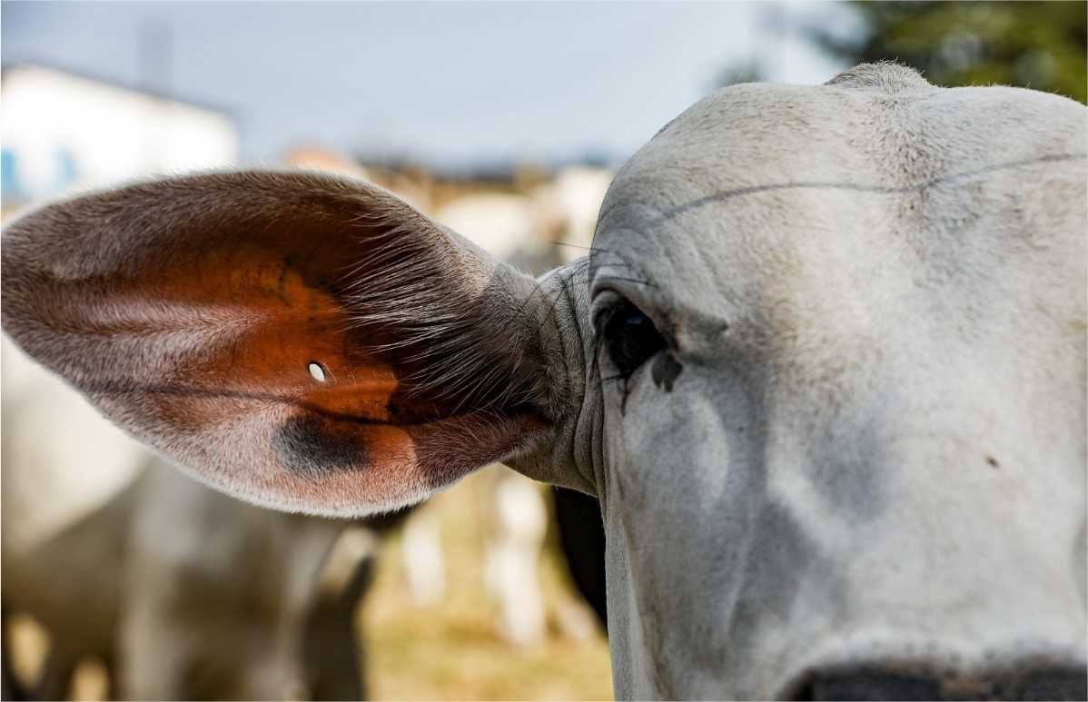 Mato Grosso tem mais de 31,5 milhões de bovinos, segundo relatório do Indea