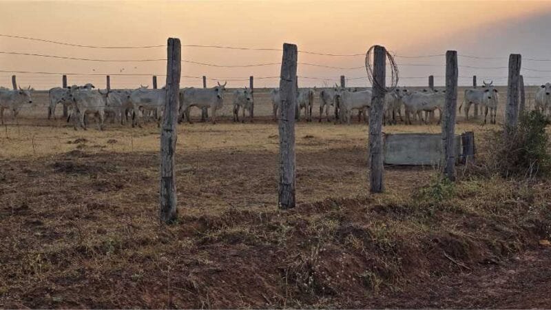 Indea e Gefron impedem entrada clandestina de gado vindo da Bolívia