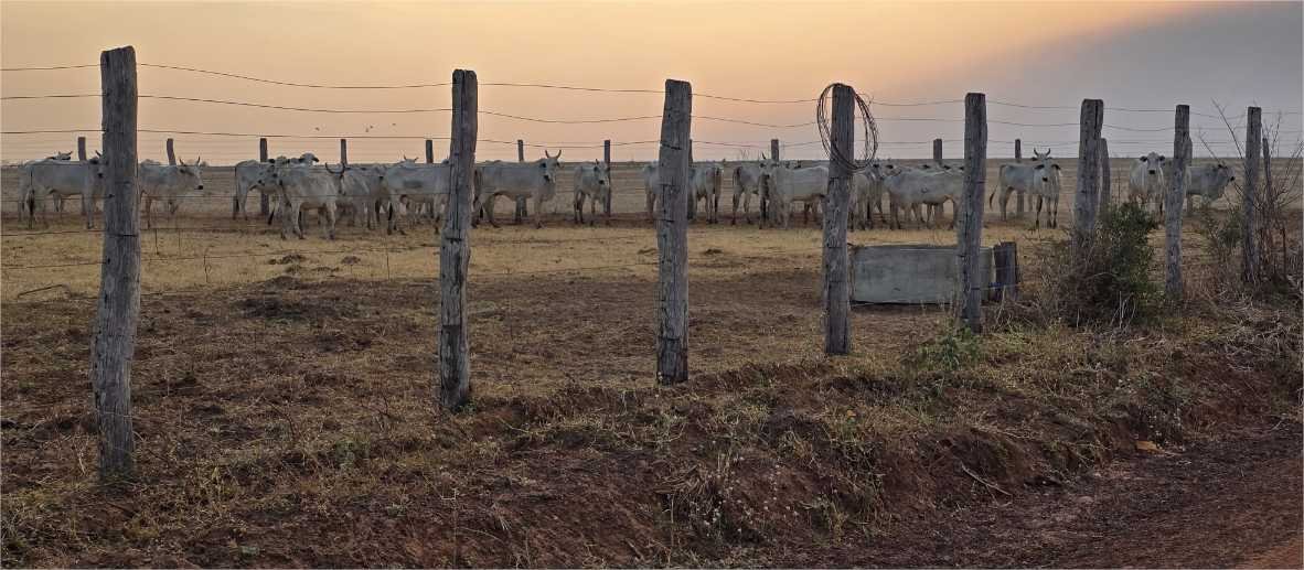 Indea e Gefron impedem entrada clandestina de gado vindo da Bolívia