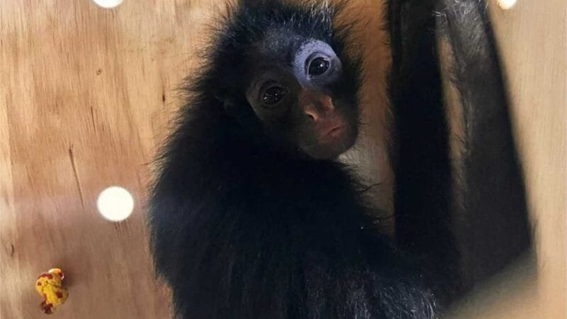 Quatro macacos são encaminhados pela Sema para santuário que abriga primatas ameaçados de extinção