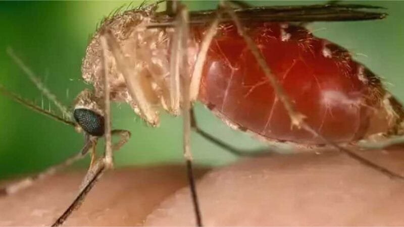 Saúde investiga oito casos de transmissão vertical de Oropouche