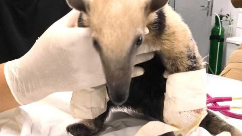 Sema recebe tamanduá-mirim com patas queimadas pelo Corpo de Bombeiros