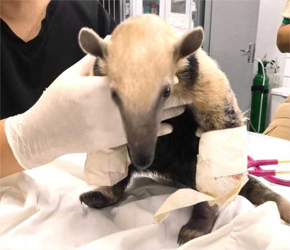Sema recebe tamanduá-mirim com patas queimadas pelo Corpo de Bombeiros