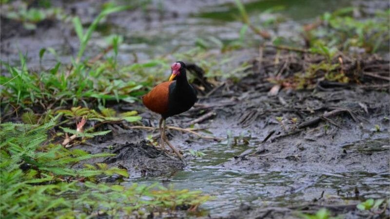 Parque Massairo Okamura recebe primeiro desafio de observação de aves neste domingo (08)