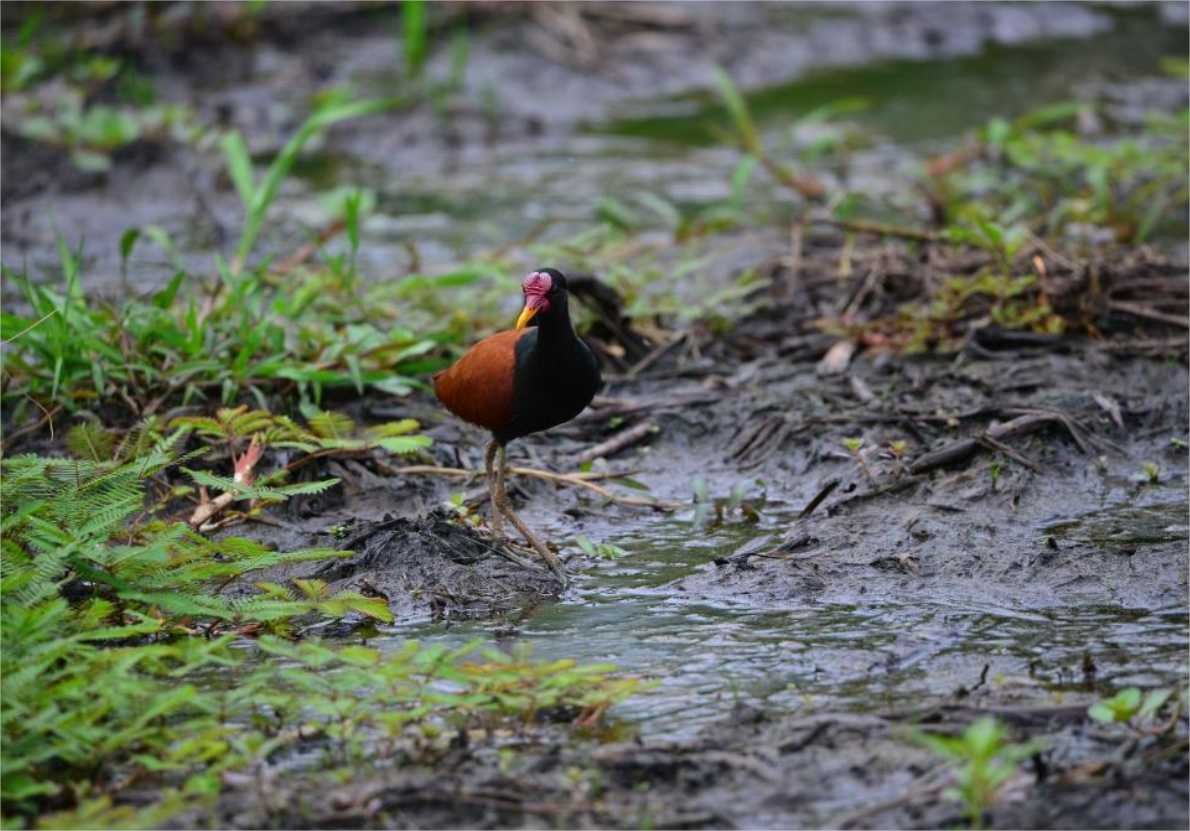 Parque Massairo Okamura recebe primeiro desafio de observação de aves neste domingo (08)