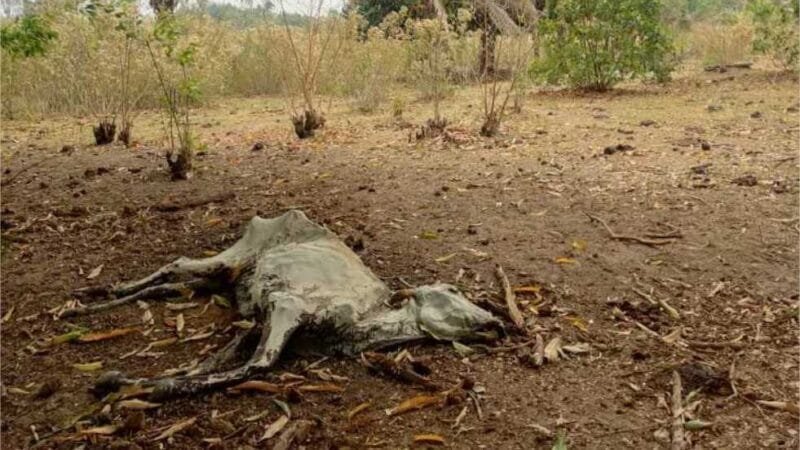 Polícia Civil investiga fazendeiro por morte de mais de 10 bovinos