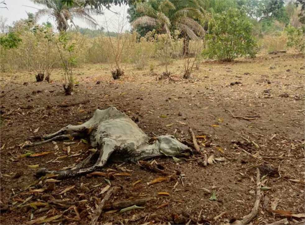 Polícia Civil investiga fazendeiro por morte de mais de 10 bovinos