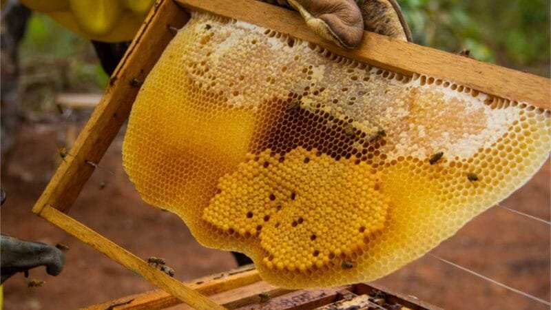 Seaf e Indea publicam portaria com procedimentos para obtenção do registro no Serviço de Inspeção