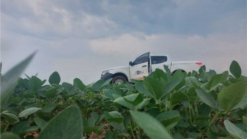 Cultivo da soja para a safra 2024/2025 já está liberado em Mato Grosso