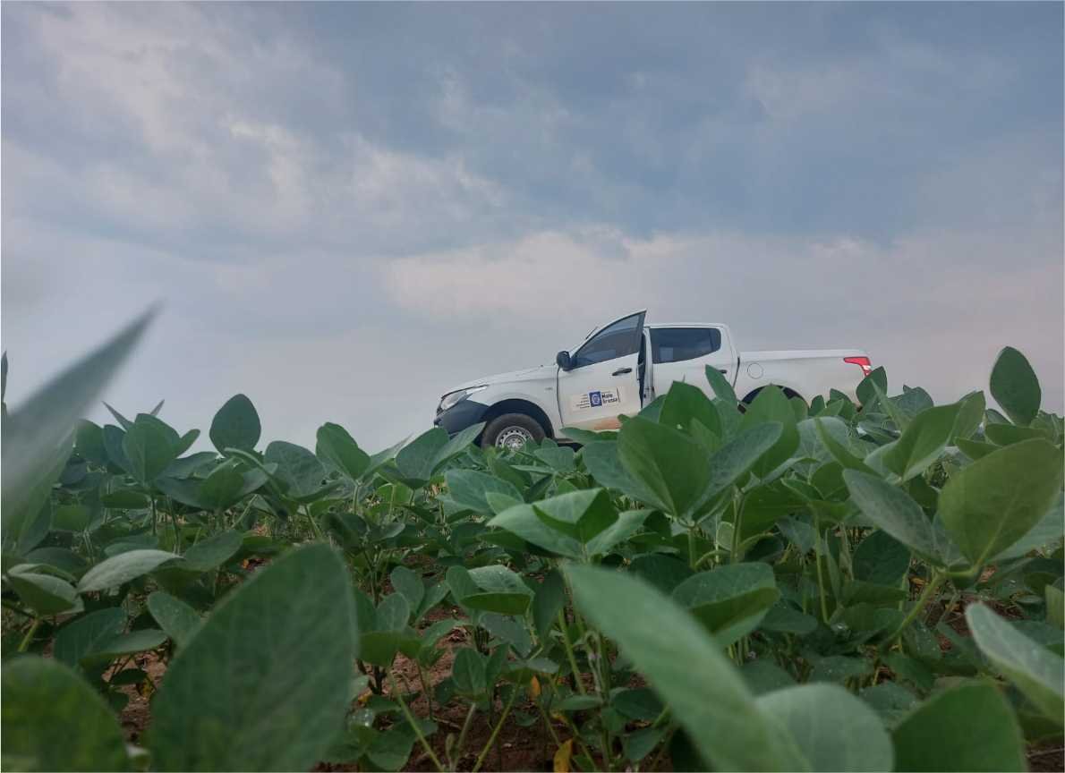 Cultivo da soja para a safra 2024/2025 já está liberado em Mato Grosso