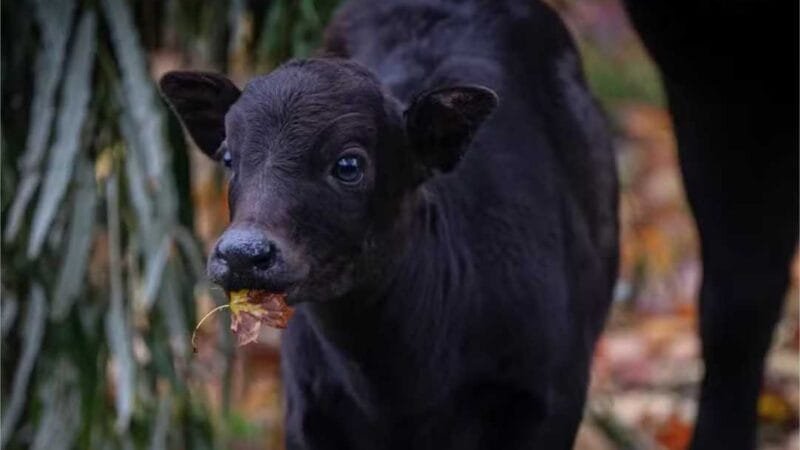 Pela 1ª vez no mundo, nascimento de búfalo-anão é registrado em zoológico