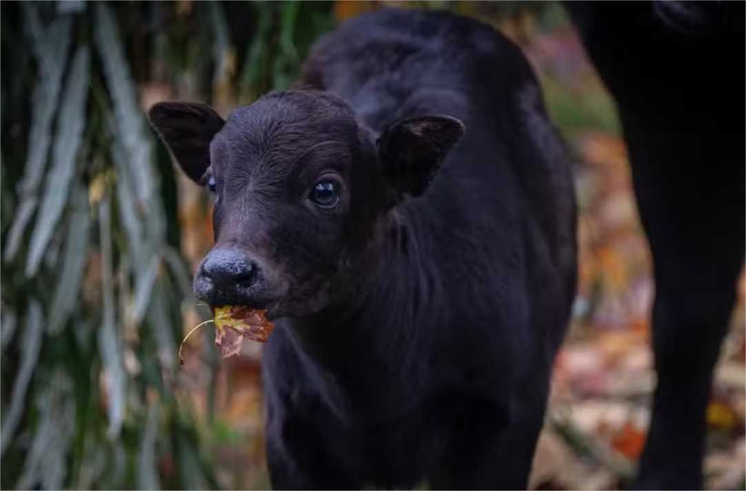 Pela 1ª vez no mundo, nascimento de búfalo-anão é registrado em zoológico