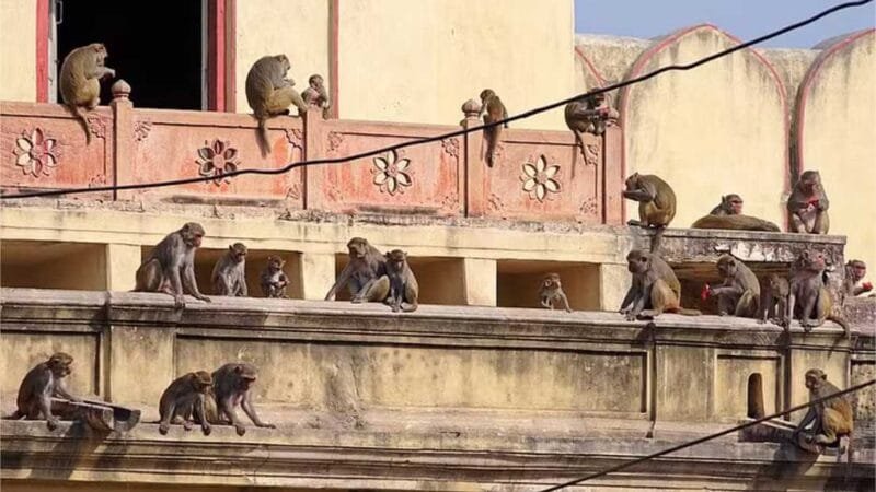 Como os humanos, certos animais também se tornam menos sociáveis com a idade