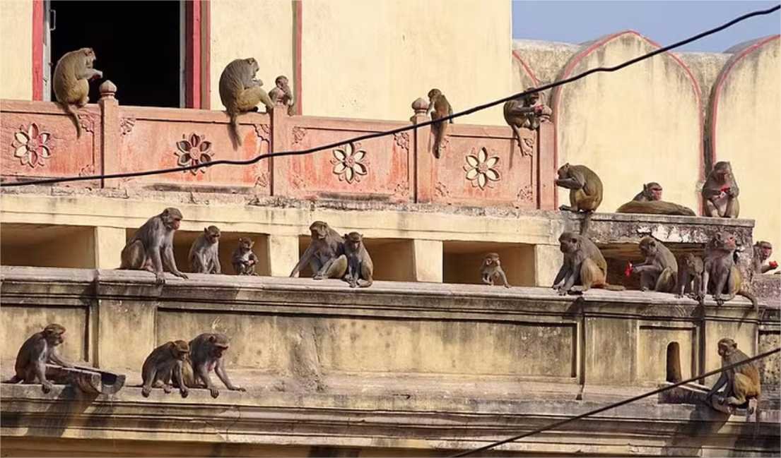 Como os humanos, certos animais também se tornam menos sociáveis com a idade