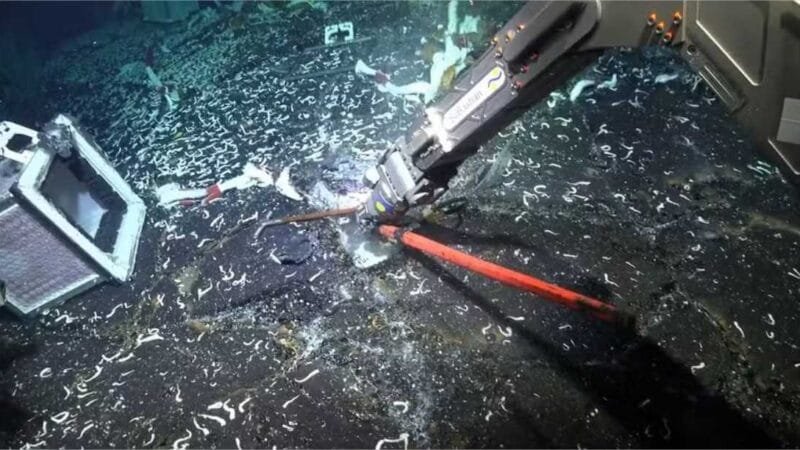 Estes seres marinhos conseguem unir seu seus corpos e se tornar um só; vídeo