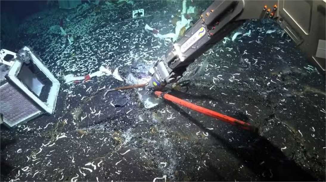 Estes seres marinhos conseguem unir seu seus corpos e se tornar um só; vídeo