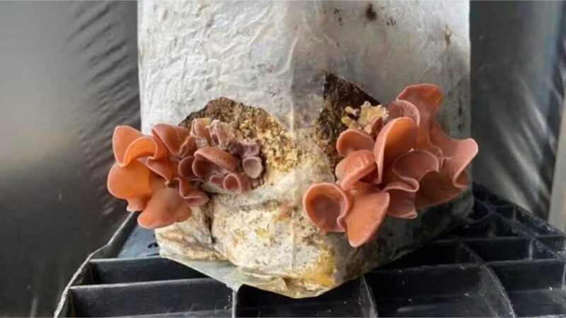 Além do shimeji: conheça dois cogumelos brasileiros com potencial para consumo