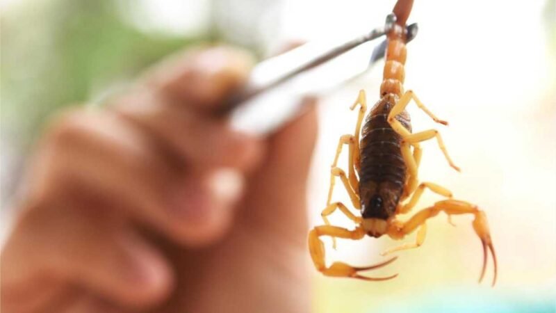 O período de chuvas em Mato Grosso iniciou em outubro e seguirá até o mês de abril. Neste período, acende o alerta para o aumento de picadas de animais peçonhentos