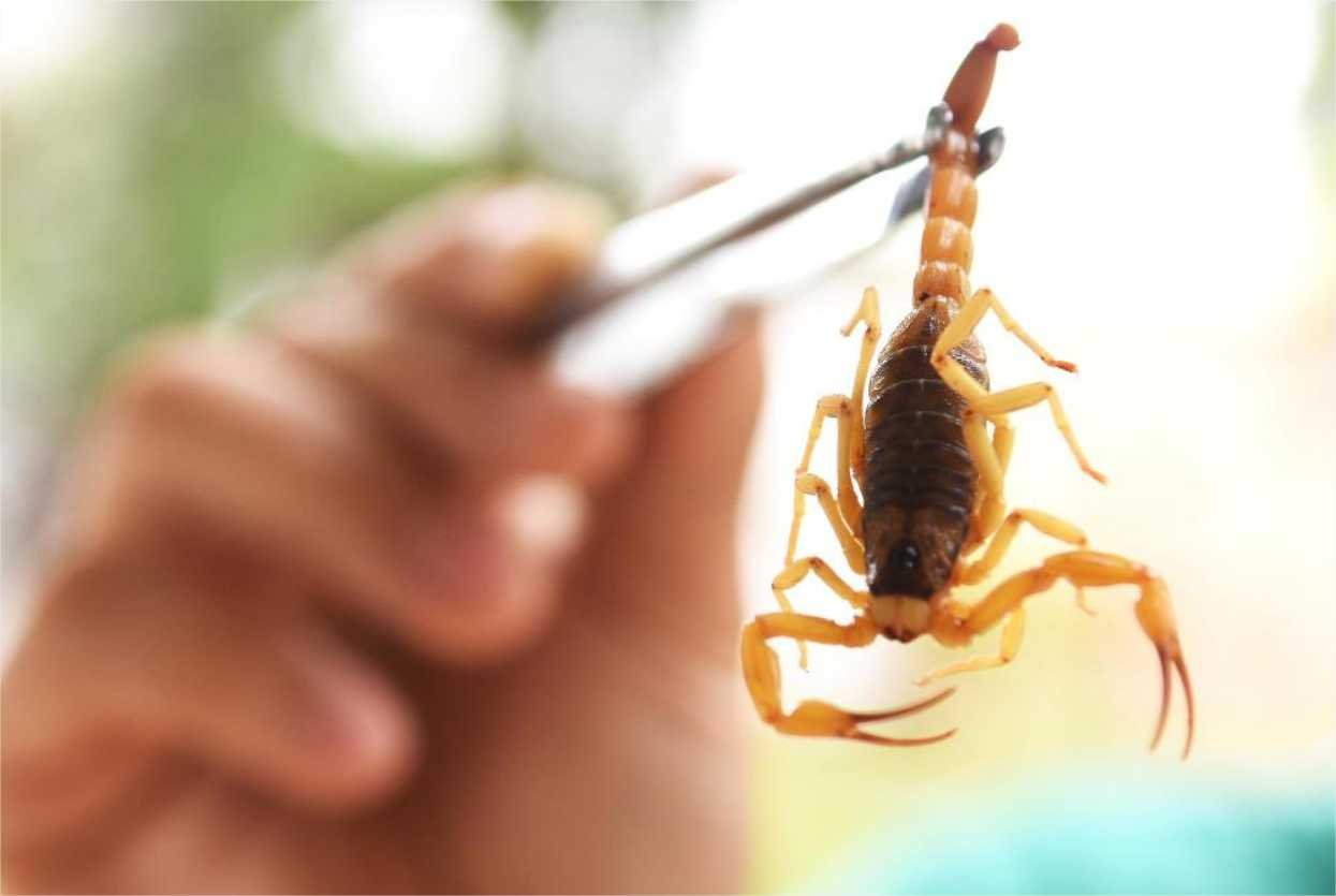 O período de chuvas em Mato Grosso iniciou em outubro e seguirá até o mês de abril. Neste período, acende o alerta para o aumento de picadas de animais peçonhentos