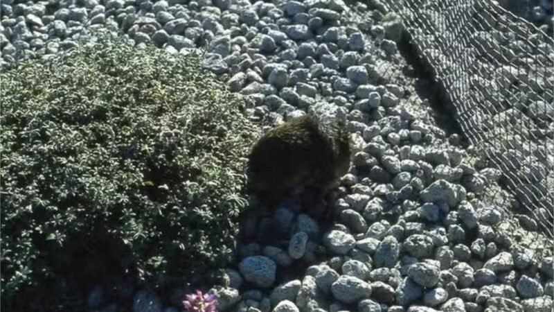 Como cientistas recuperaram região dizimada por lava de vulcão usando esquilos