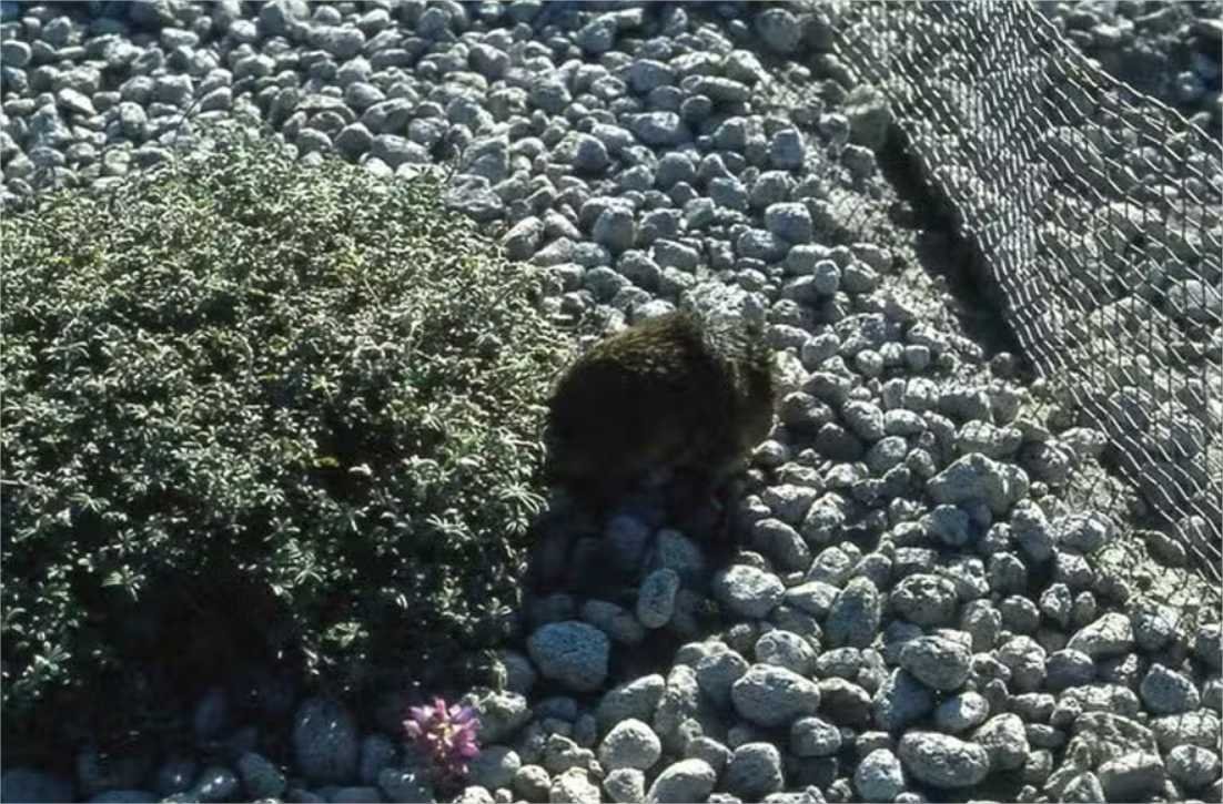 Como cientistas recuperaram região dizimada por lava de vulcão usando esquilos