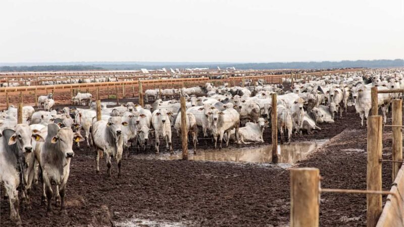 Sedec, Famato e sindicatos rurais encerram circuito para agropecuária sustentável com evento em Cuiabá