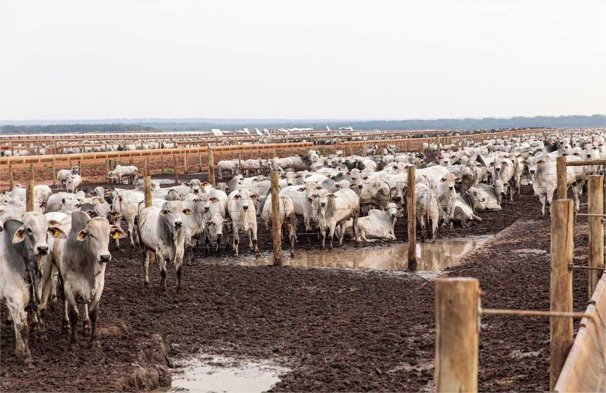 Sedec, Famato e sindicatos rurais encerram circuito para agropecuária sustentável com evento em Cuiabá