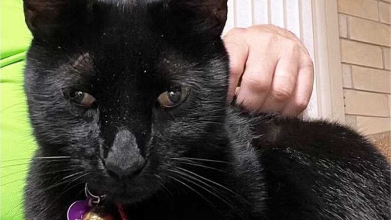 Gato traz rato morto para casa e ajuda cientista na descoberta de vírus