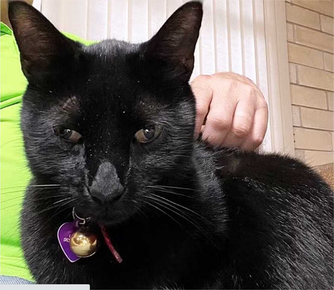 Gato traz rato morto para casa e ajuda cientista na descoberta de vírus