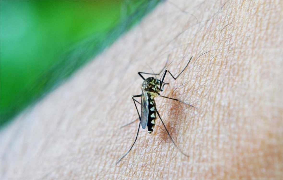 SES realiza Dia D contra a dengue nesta sexta-feira (29)