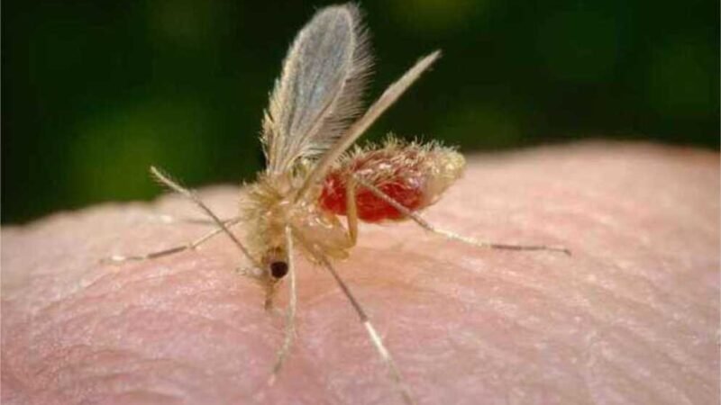 Vigilância confirma leishmaniose visceral como causa de mortes de bebês