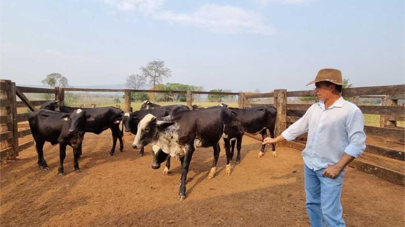 Novilhas do projeto de transferência de embriões do Governo de MT produzem até 200% litros de leite a mais do que média do Estado