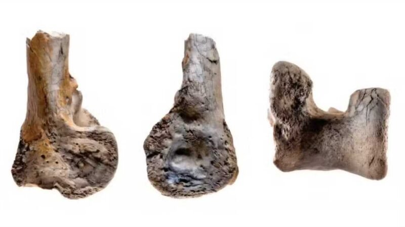 Ave carnívora de 3 metros vivia na Colômbia há 12 milhões de anos