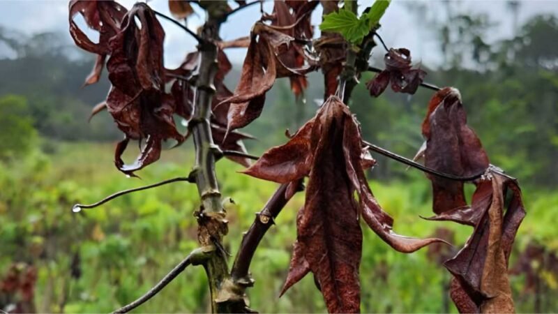 Indea capacita técnicos para impedir entrada em MT de fungo que afeta plantações de mandioca