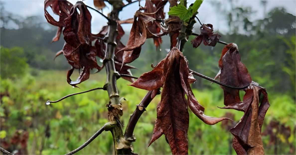 Indea capacita técnicos para impedir entrada em MT de fungo que afeta plantações de mandioca
