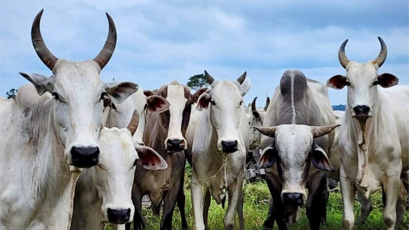 Campanha de Atualização de Estoque de Rebanhos começa nesta sexta-feira (01) em MT