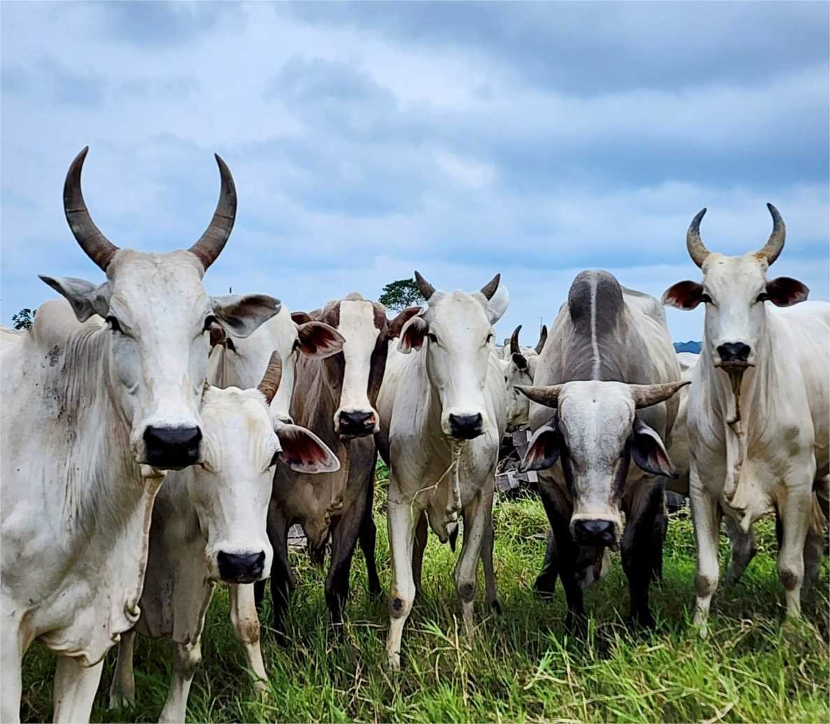 Campanha de Atualização de Estoque de Rebanhos começa nesta sexta-feira (01) em MT
